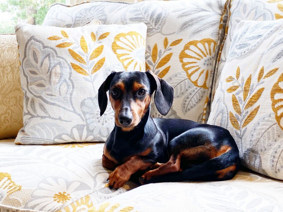 Dog Friendly Holidays in Torquay at The Muntham Luxury Holiday Apartments