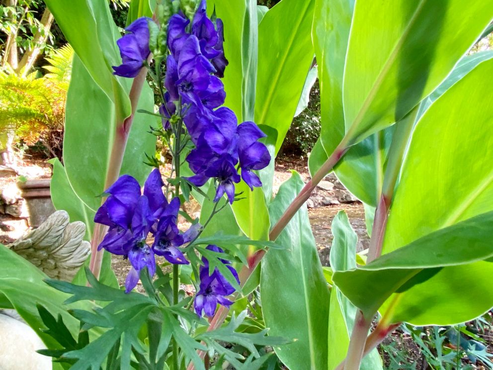 Monks Hood or Wolf's Bane - beautiful BUT deadly.