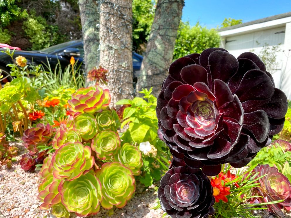 The Front Bed - Aeoniums