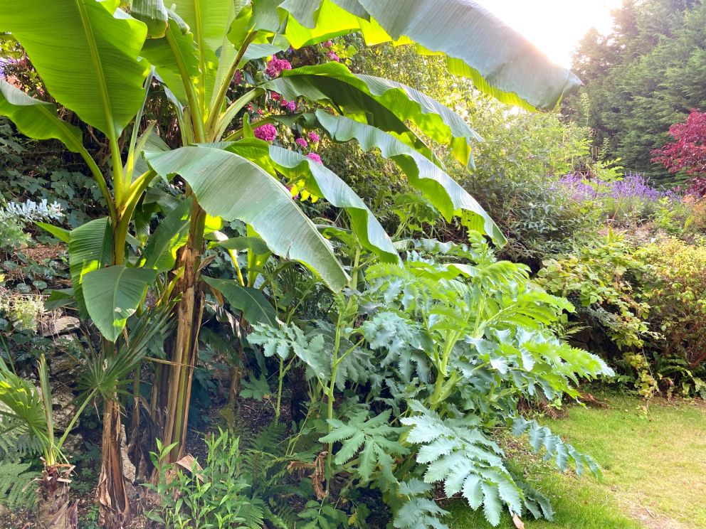Banana and Melianthus Major