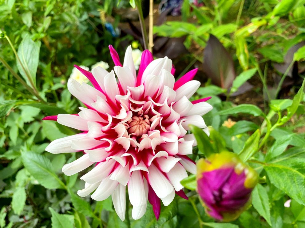 Stunning bicolour Dahlia