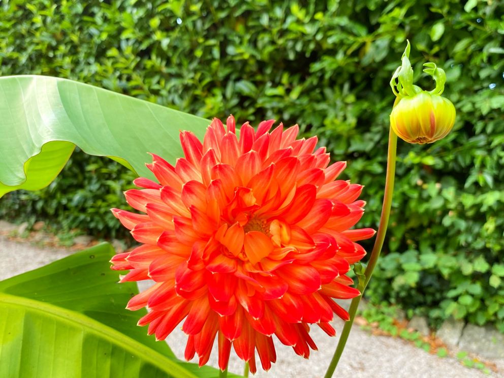 Intense Orange Dahlia