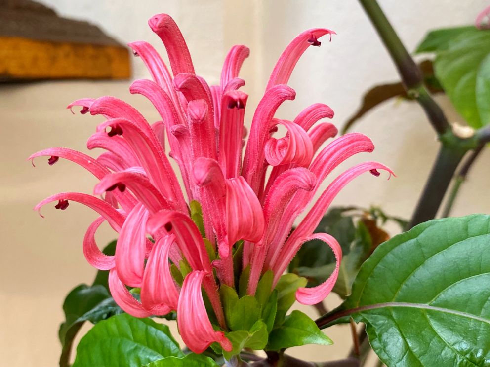 Flamingo Plant - very tender plant that lives in the Conservatory