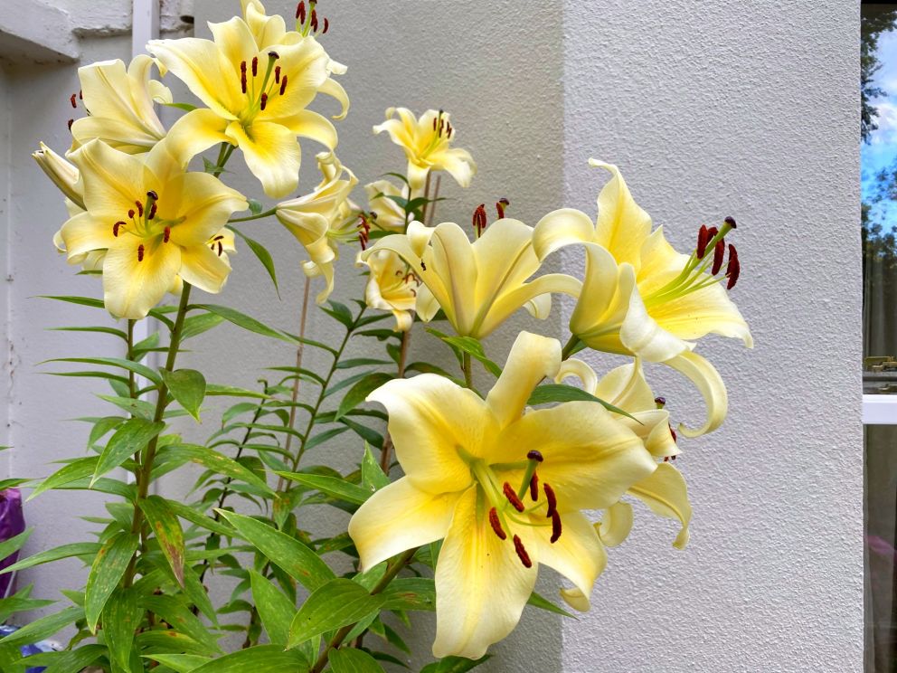 Giant Lillies with the most powerful scent you can imagine.