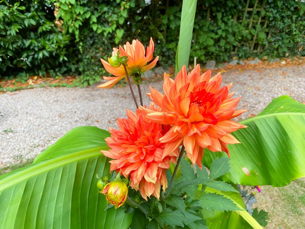 Fiery Dahlias with banana