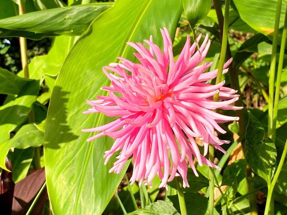 Beautiful Pink Cactus Dahlia