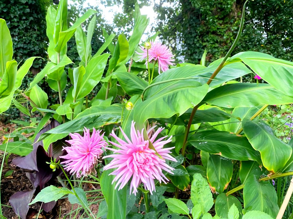 Pink Cactus Dahlias