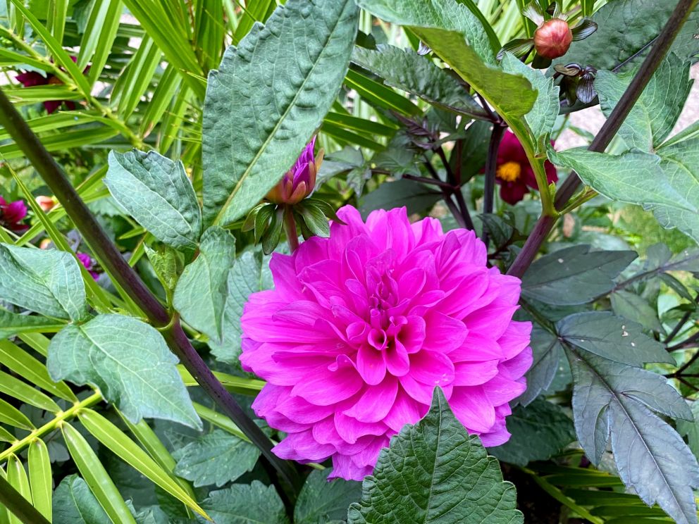 Stunning Mauve Dahlia