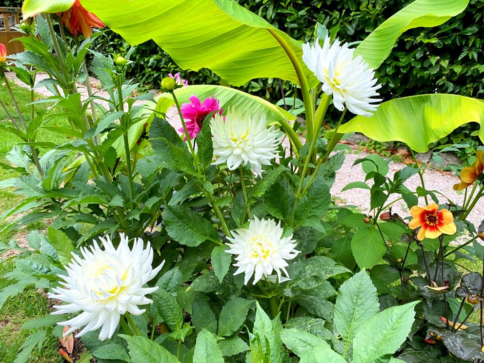 White Cactus Dahlias