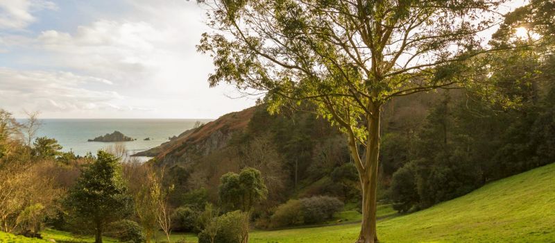 Coleton Fishacre Garden