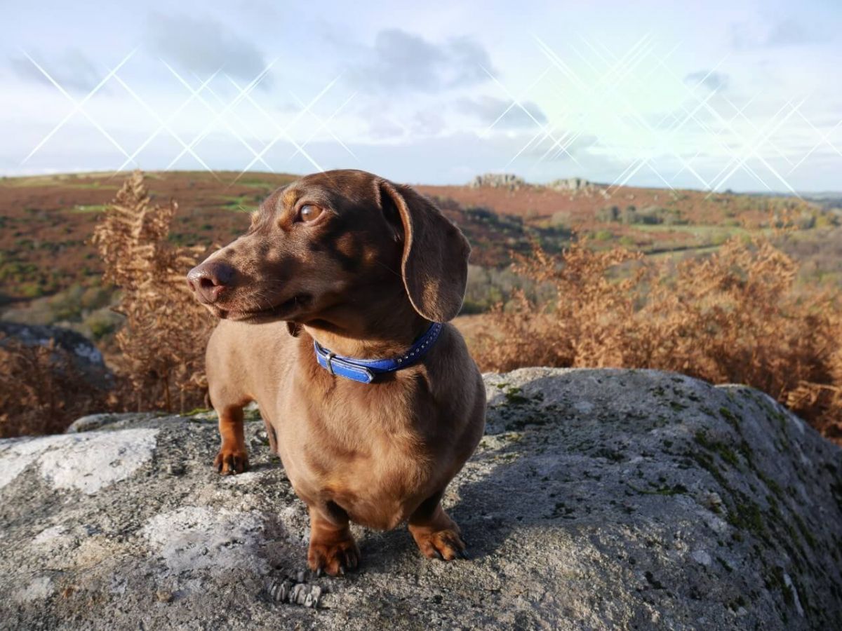 Dog Friendly Dartmoor for guests on breaks in Torquay