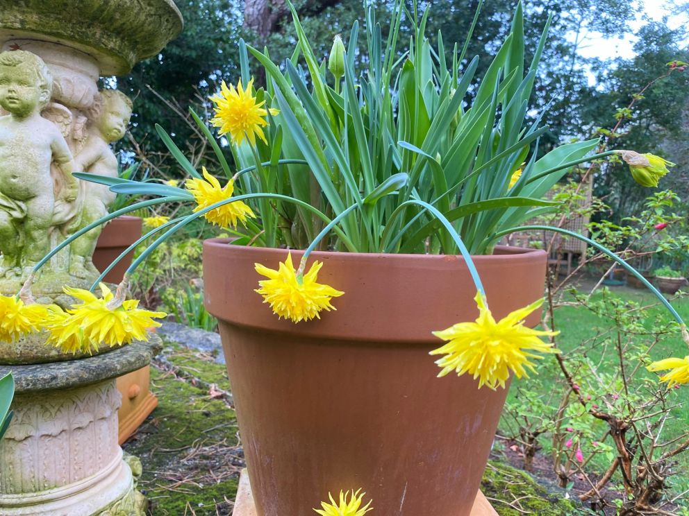 Spring Narcissi in Lasagna pots at the Muntham Holiday Apartments in Torquay