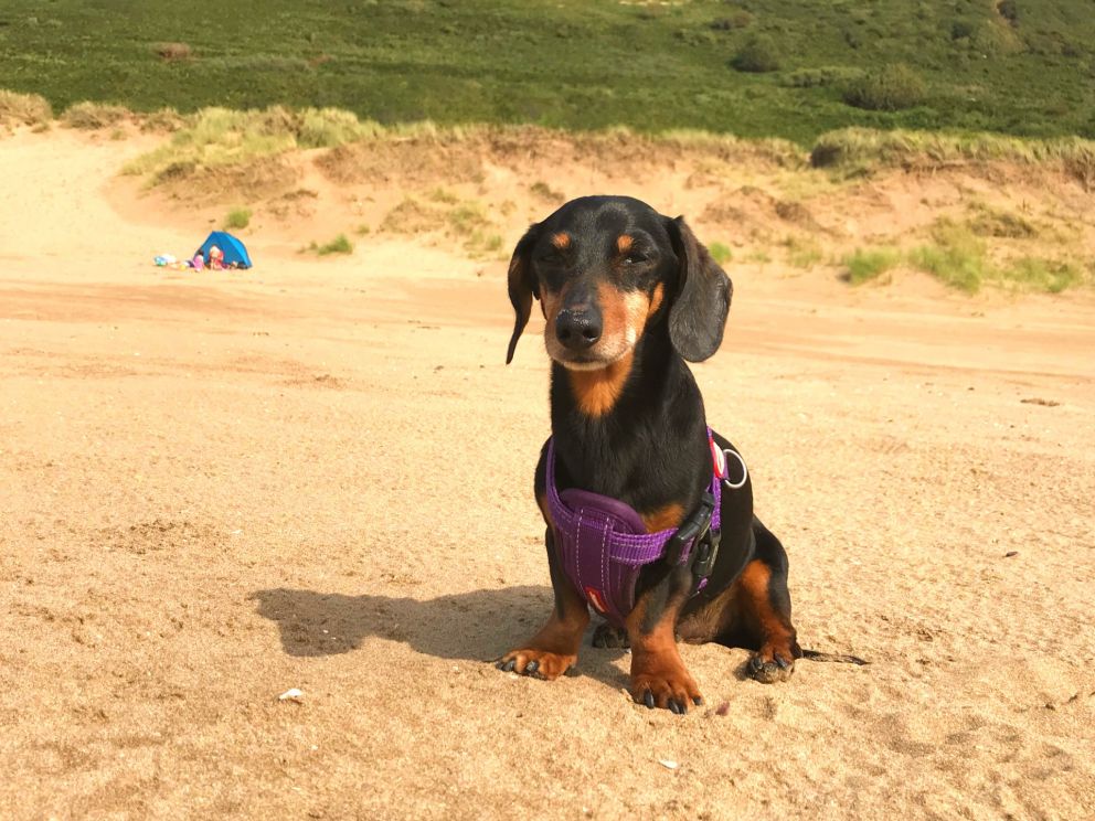 Guidance for bringing dogs away on a break to Torquay