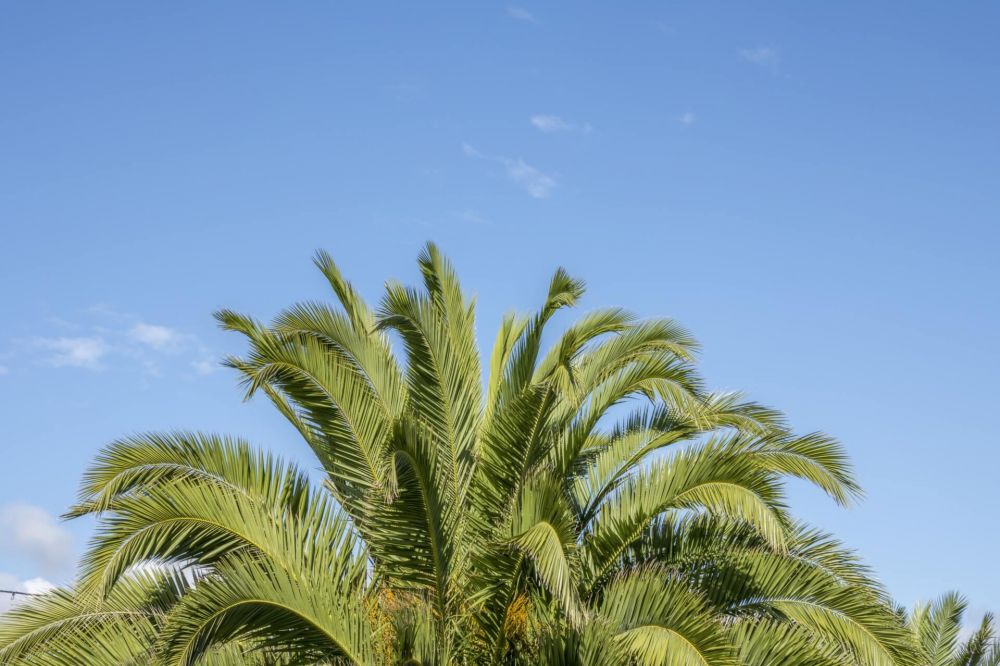 Travel Information to Torquay to see palm Trees