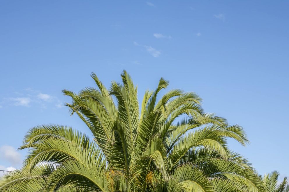 Travel Information to Torquay to see palm Trees
