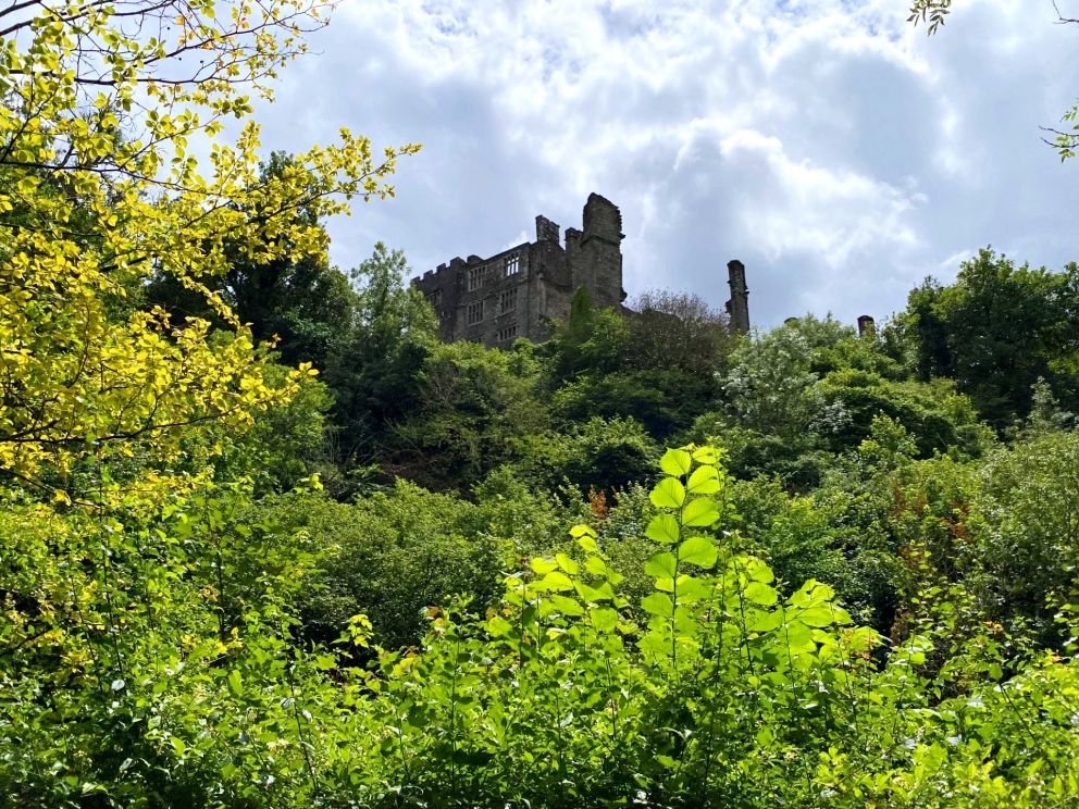 Berry Pomeroy Castle - dog friendly attraction on The English Riviera.