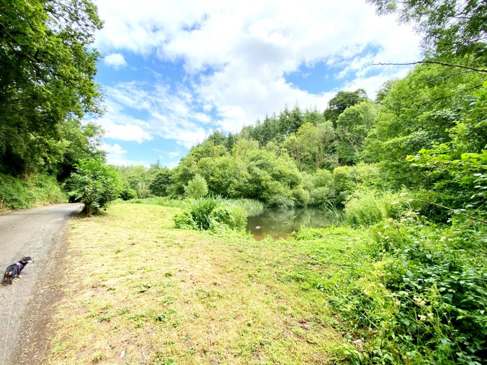 Berry Pomeroy Castle on The English Riviera perfect for a walk with your dog.