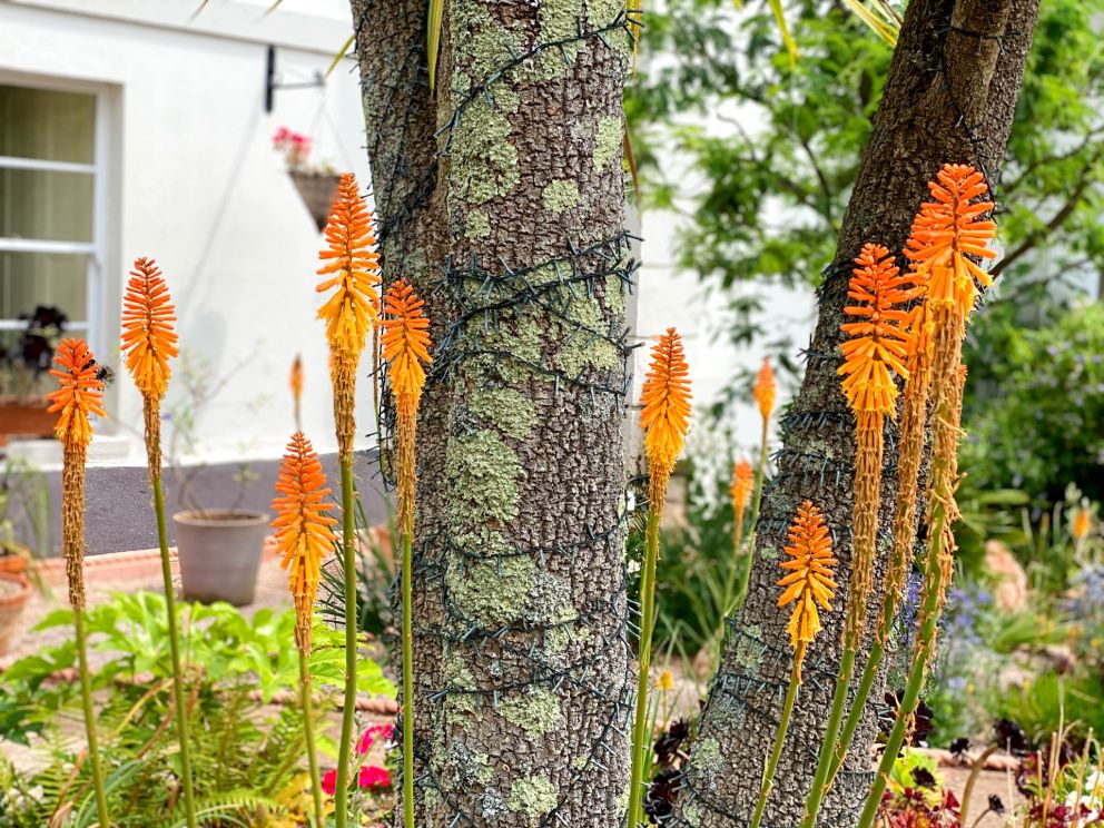 Red Hot Pokers at Muntham