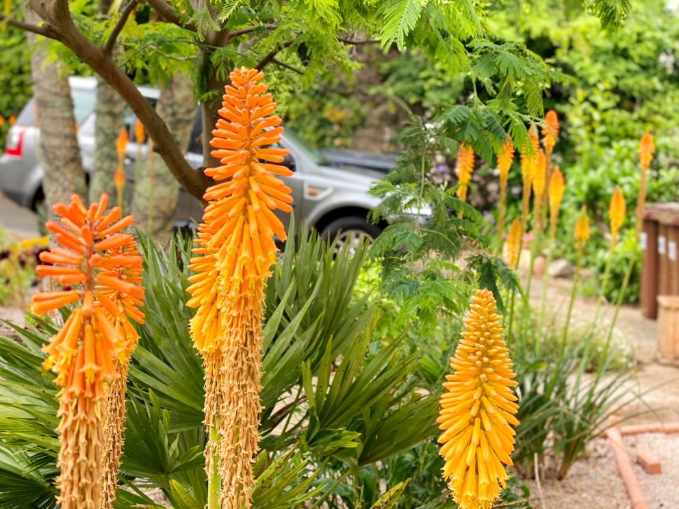 Red Hot Pokers in the garden at The Muntham Holiday Apartments in Torquay on the English Riviera in south Devon.