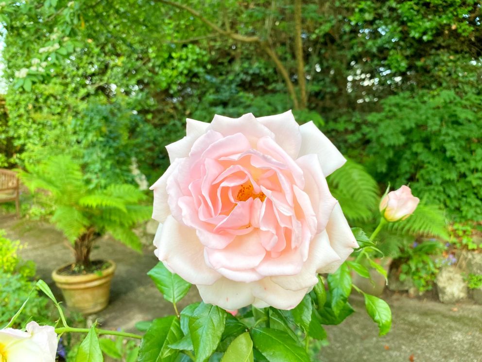 Pale Rose in the garden at The Muntham Luxury Holiday Apartments and Town House in Torquay on The English Riviera.