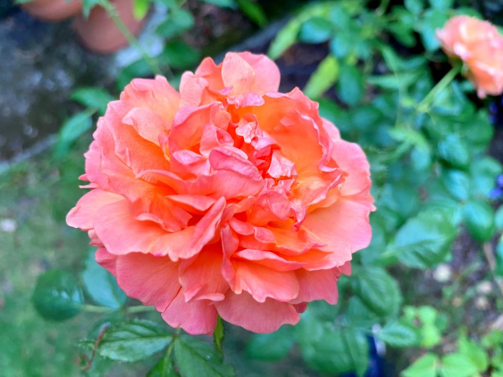 Rose in the garden of The Muntham Holiday Apartments and Town House in Torquay