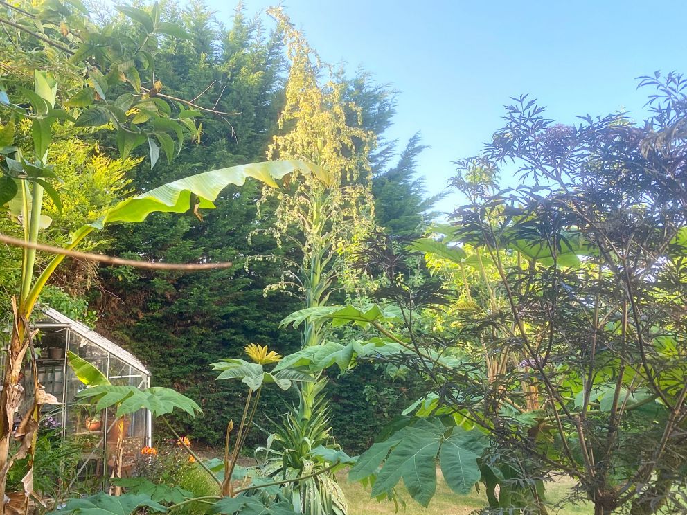 Flowering Yucca in the Town House Garden at Muntham in Torquay.